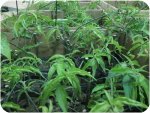 憂遁草苗(沙巴蛇草)