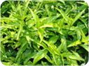 憂遁草葉子含梗